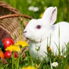 Thumbnail-Foto: Osterhase schenkt reichlich